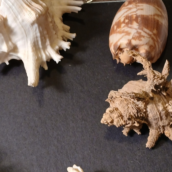 Iridescent Abalone Shell - Picture 6 of 15